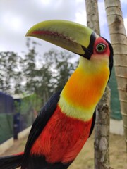 blue and yellow macaw