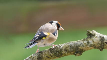Goldfinch on a branch in woods in the uk green background