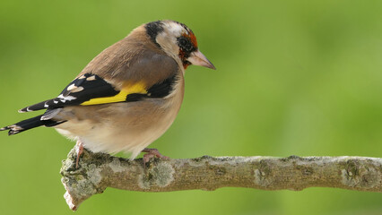 Goldfinch on a branch in woods