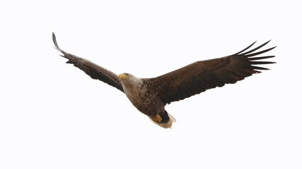 White-tailed eagle on a white background