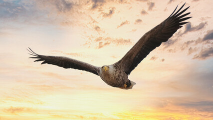 White-tailed eagle in dramatic sunset