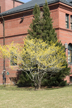 A willow and Pine up against the corner of the Hunnewell building in the Arnold Arboretum in Jamaica Plain, Boston, MA
