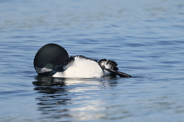 Common Loon on lake on beautiful early summer day, preening, swimming, relaxing, diving, looking for fish, but mostly doing feather maintenance including the flap in place designed for waterproofing