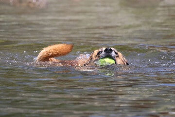 Dogs playing in water and riding on paddle board in bright sunny day
