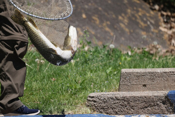 Pike Capture and then selfie and return fish to water. Catch and release on a bright summer day. I...