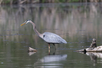 Great Blue Heron hunting fish in deep water in marsh on summer day