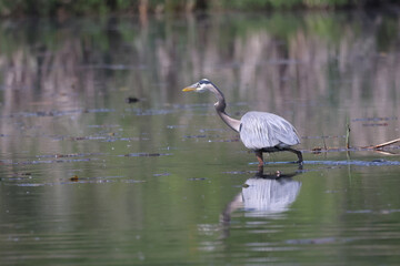 Great Blue Heron hunting fish in deep water in marsh on summer day