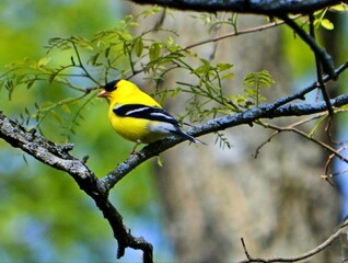 goldfinch on branch