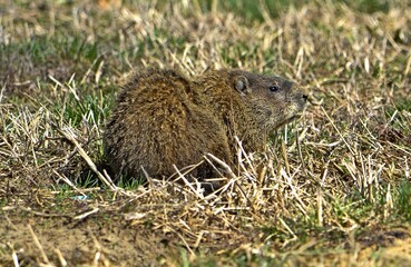 prairie dog in the grass