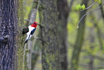 woodpecker on a tree