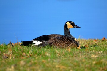 goose on the grass