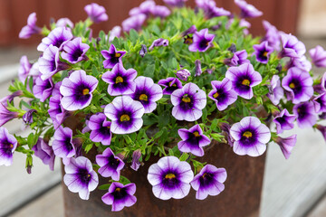 Up close view at purple Petunias (Petunioideae)