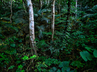 Okinawa,Japan - May 22, 2021: Glow of Yaeyama Hime fireflies at Ishigaki island, Okinawa, Japan. 
