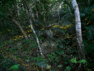 Okinawa,Japan - May 22, 2021: Glow of Yaeyama Hime fireflies at Ishigaki island, Okinawa, Japan. 
