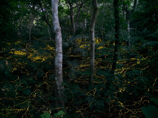 Okinawa,Japan - May 22, 2021: Glow of Yaeyama Hime fireflies at Ishigaki island, Okinawa, Japan. 
