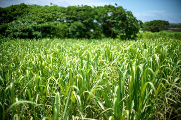 Fototapeta premium Okinawa,Japan - May 21, 2021: Sugar cane fields in Ishigaki island, Okinawa 