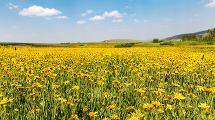 Meadows of Steens mountains, South East Oregon. Field of yellows flower stretch to the horizon