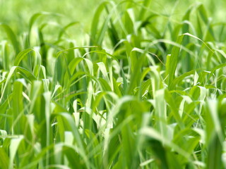Okinawa,Japan - May 21, 2021: Sugar cane fields in Ishigaki island, Okinawa
