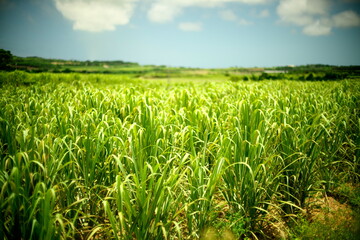 Okinawa,Japan - May 21, 2021: Sugar cane fields in Ishigaki island, Okinawa
