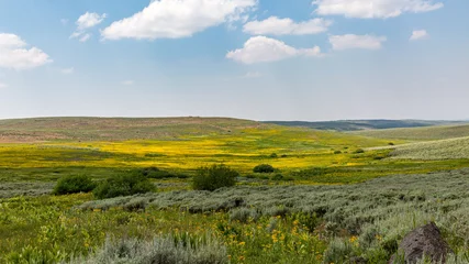 Tuinposter Meadows of Steens mountains, South East Oregon. Field of yellows flower stretch to the horizon. Oregon wilderness © Dmitry