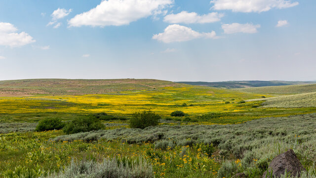 Meadows of Steens mountains, South East Oregon. Field of yellows flower stretch to the horizon. Oregon wilderness