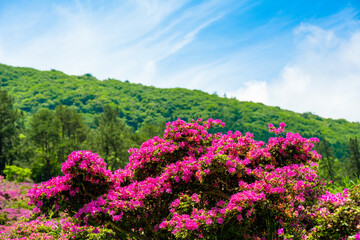 万年山のミヤマキリシマ