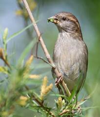 Sparrows