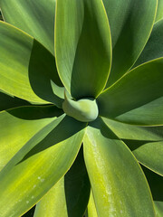 agave plant