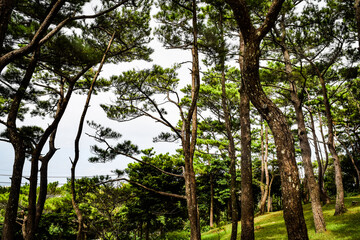 沖縄の風景を眺め歩く