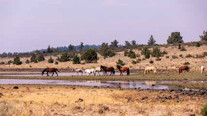 Fototapeta na wymiar A herd of wild pinto colored horses of a pasture of Steens wilderness area