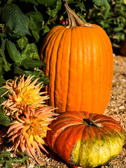 dahlias and pumpkins