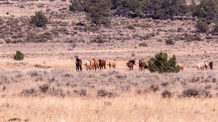 Fotobehang A herd of wild pinto colored horses of a pasture of Steens wilderness area © Dmitry