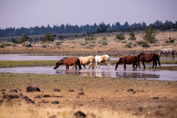 Obraz na płótnie Canvas A herd of wild pinto colored horses of a pasture of Steens wilderness area
