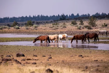 Foto op Canvas A herd of wild pinto colored horses of a pasture of Steens wilderness area © Dmitry