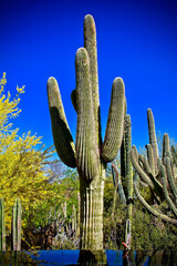 cactus in desert with bird bath