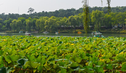 Beautiful lotus pond in Chengde Mountain Resort Park, Hebei Province, China