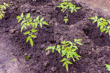 4 tomato plants growing in an open soil of vegetable garden