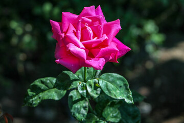 pink rose in garden