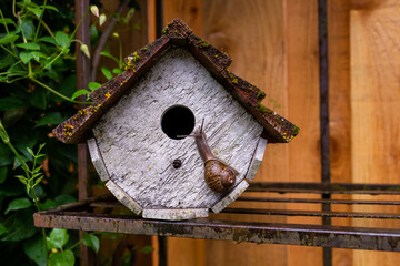 Large snail crawls into the small wooden birdhouse.