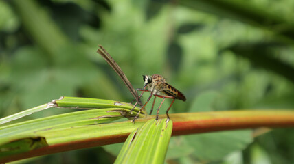A terrifying looking insect that eats insects perches on a branch and watches intently