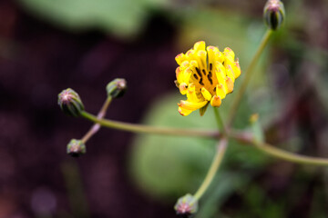 Beautiful spring-blooming close-up of cauliflower and seeds of pockmarked cabbage, a wild herb from...