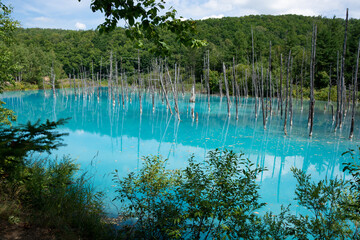 新緑の森と青い池　美瑛町

