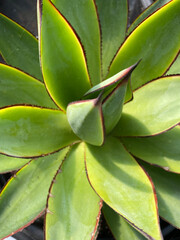 aloe vera plant