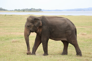 Naklejka na ściany i meble Bull Elephant in Minneriya National Park,Sri Lanka