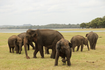 Naklejka na ściany i meble Group of Elephants are on the ground in Minneriya National Park,Sri Lanka