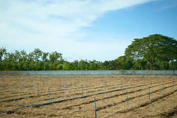 Plowed soil in vegetable plots With sprinkler systems and water pipes
