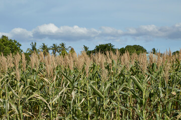 View of green cornfield with blue sky
