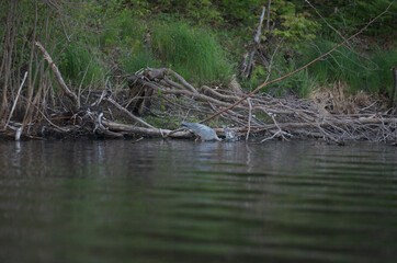 Great blue heron, on the hunt