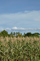 View of green cornfield with blue sky