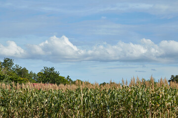 View of green cornfield with blue sky
